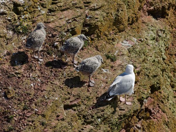 <h3><a href="/trips/helgoland/biota/animalia/chordata/aves/024 charadriiformes/017 laridae/larus argentatus/larus argentatus-nl.html">Larus&nbsp;argentatus</a> / European&nbsp;herring&nbsp;gull / Zilvermeeuw</h3><p>Zilvermeeuw met jongen.</p>NIKON D7100 met AF-S Nikkor 300mm f/2.8G IF-ED VR II, 1/2000 sec  bij F6.3, ISO 320, afstand 44.6&nbsp;m